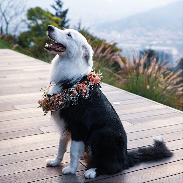 mascotas en bodas | Wink Eventos